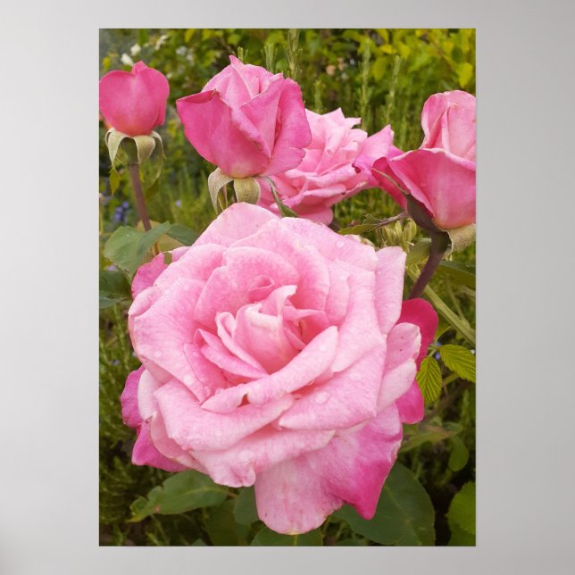 Pink Rose Roses Floral Flower Garden Poster (Front)