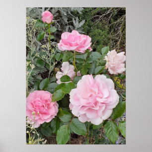Pink Rose Roses Flower Floral Garden Radox Bouquet Poster