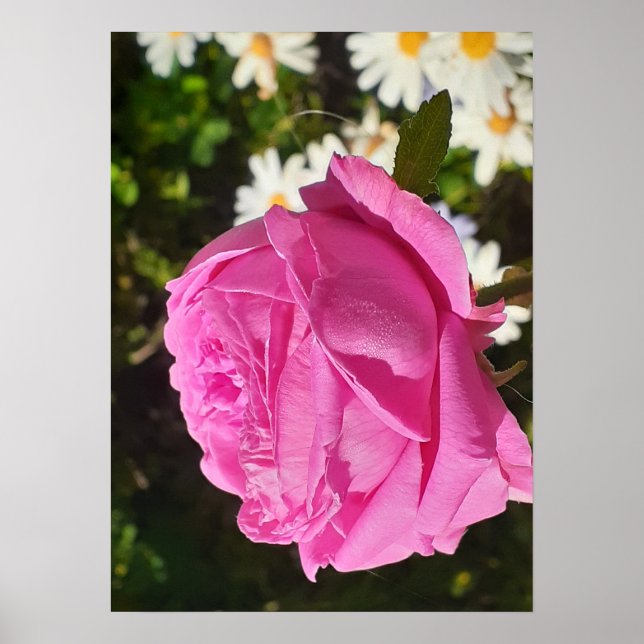 Pink Rose Roses Flower Garden L'Ouche Cabbage Poster (Front)