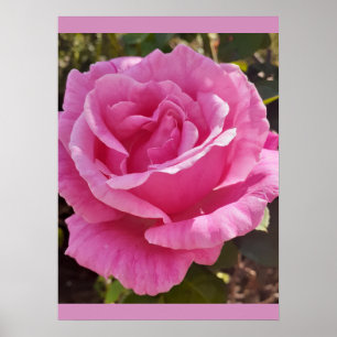Pink Rose Roses Flower Garden Perfume Delight Poster