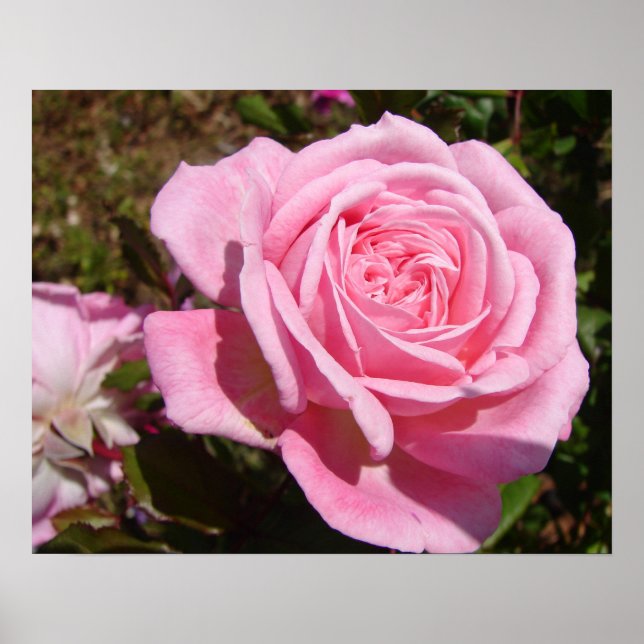Pink Rose Roses Spring Flower Garden Poster (Front)