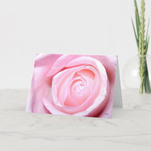 Pink Rose, S Cyr Holiday Card