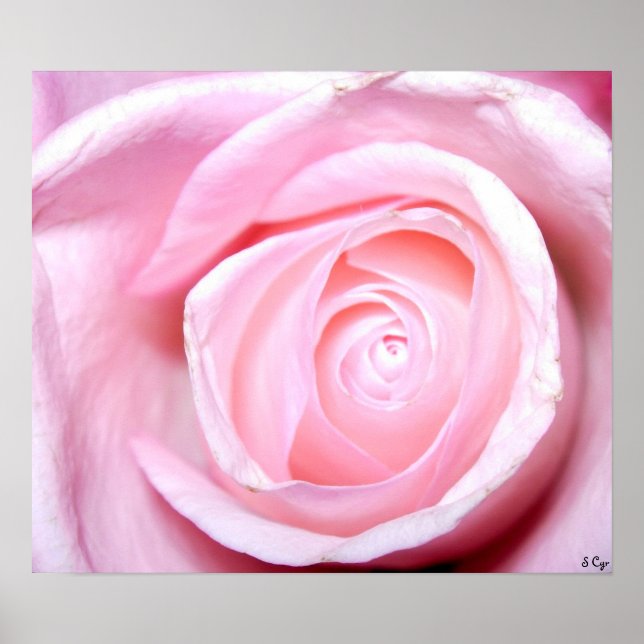 Pink Rose, S Cyr Poster (Front)