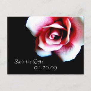 Pink Rose Save the Date Postcard