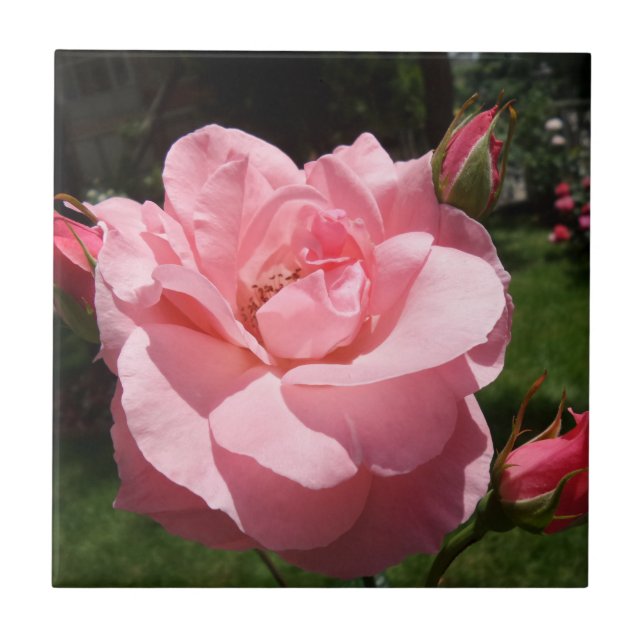 Pink Rose Small (4.25" x 4.25") Ceramic Photo Tile (Front)