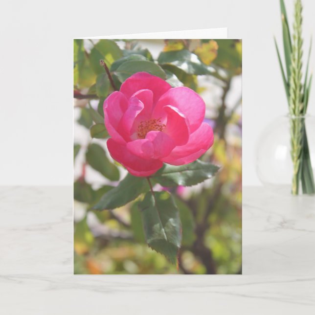 Pink Rose - Special Friendship Card (Front)