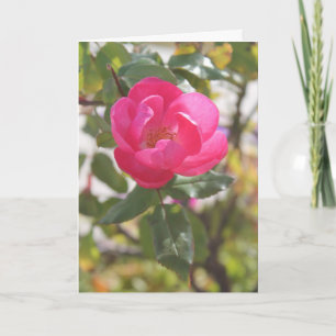 Pink Rose — Special Friendship Card