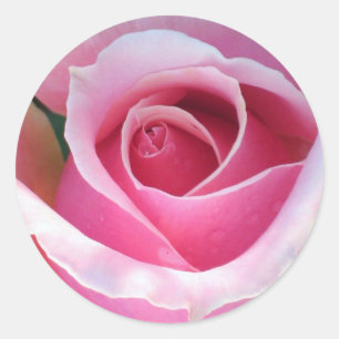 Pink Rose Sticker