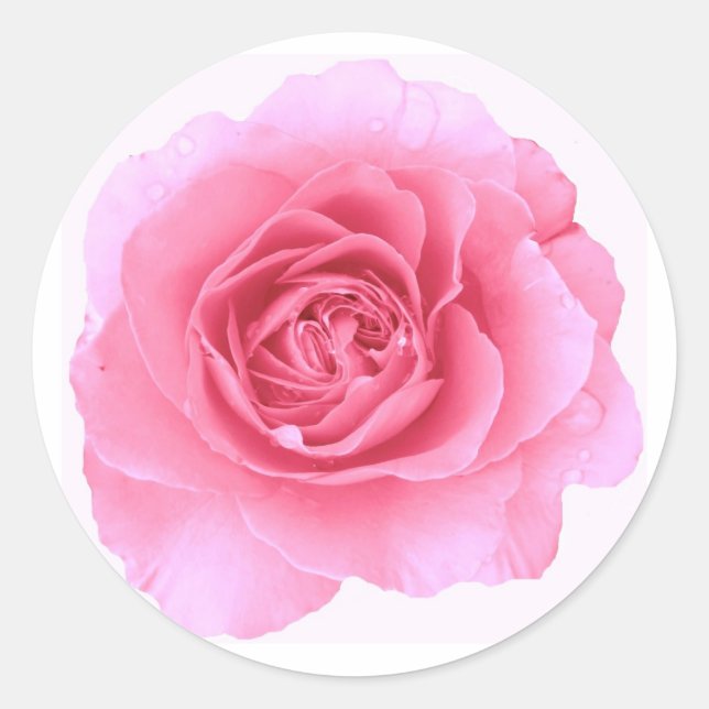 Pink Rose Sticker (Front)