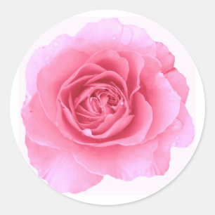 Pink Rose Sticker