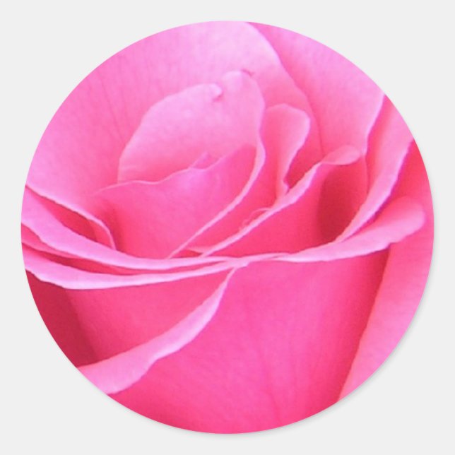 Pink Rose Sticker (Front)