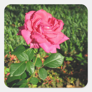 Pink Rose stickers