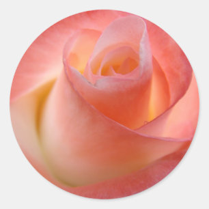 Pink Rose stickers Envelope stickers seals Floral