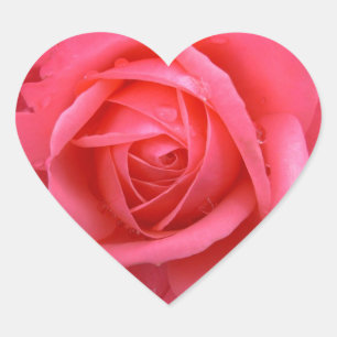Pink Rose Stickers Pink Rose Gifts Keepsake