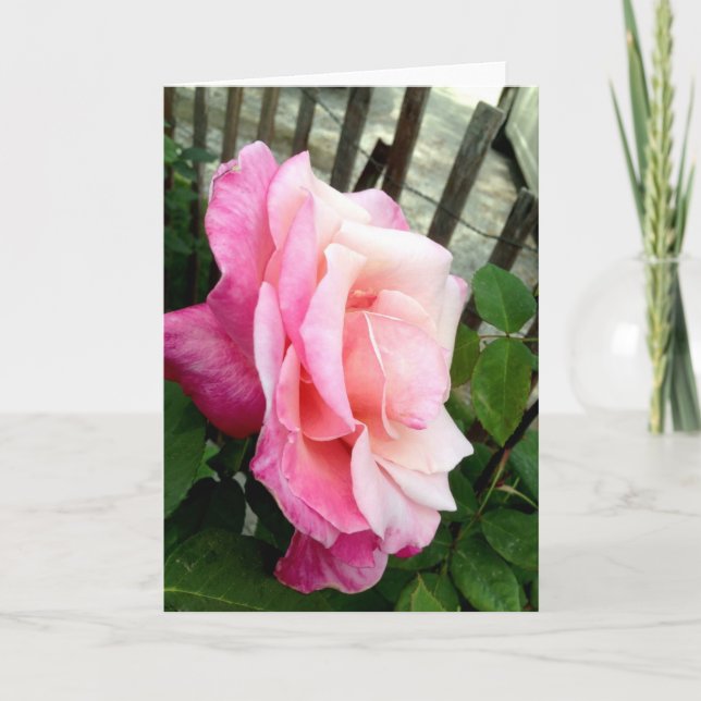 Pink Rose Thank You Card (Front)