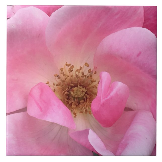 Pink Rose Tile (Front)