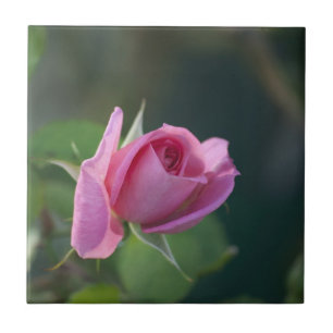 Pink Rose Tile