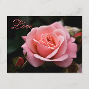 Pink Rose ・ Valentine's Day Postcard