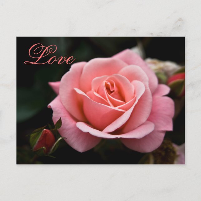 Pink Rose ・ Valentine's Day Postcard (Front)