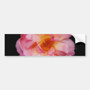 Pink Rose w/ Dew Drops Black Background Bumper Sticker