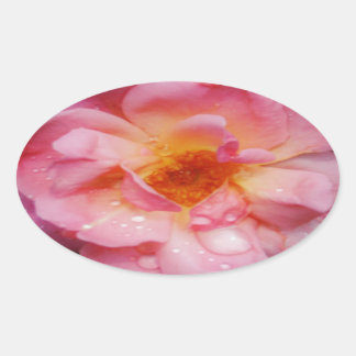 Pink Rose w/ Dew Drops Black Background Oval Sticker