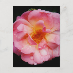 Pink Rose w/ Dew Drops Black Background Postcard