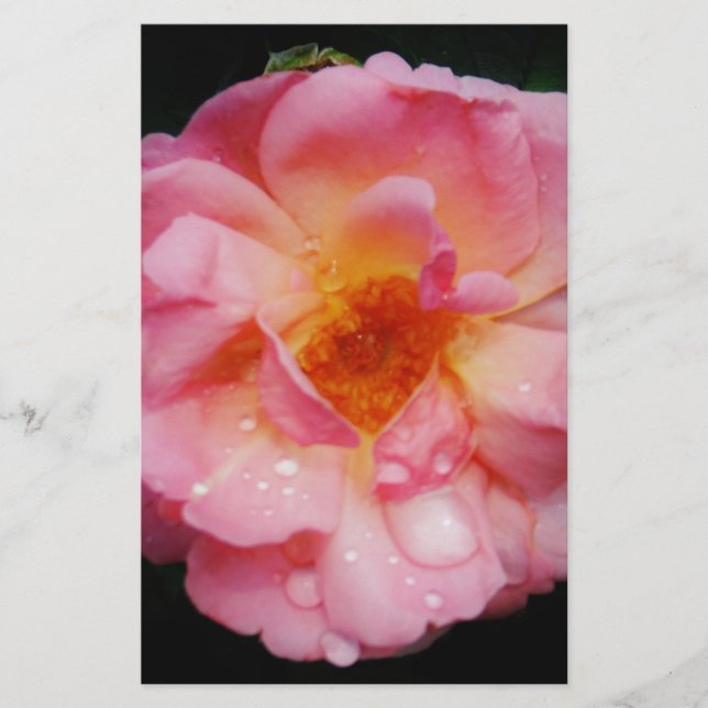 Pink Rose w/ Dew Drops Black Background Stationery (Front)
