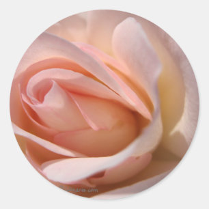 Pink Rose Wedding Invitation Seal