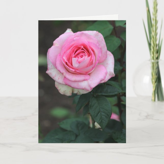 Pink Rose White Greeting Card (Front)