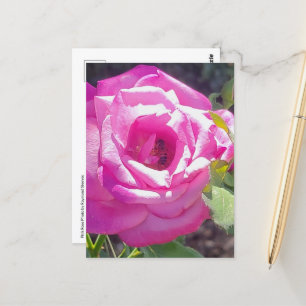 Pink Rose with a Bee Postcard