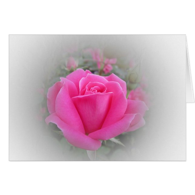 Pink Rose with White (Front Horizontal)