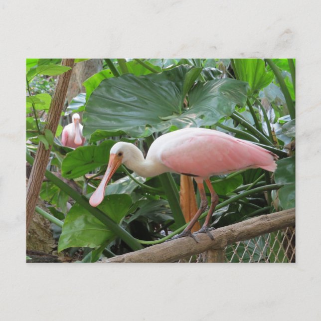 Pink Roseate Spoonbill Bird Postcard (Front)