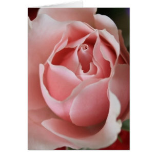Pink Rosebud