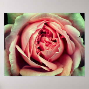 Pink Rosebud Centre Up Close Poster