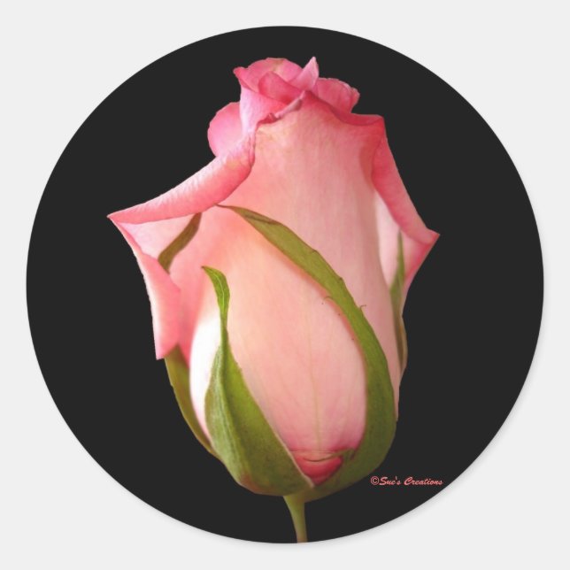 Pink Rosebud Classic Round Sticker (Front)