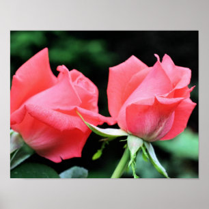 Pink Rosebud Pair  Poster