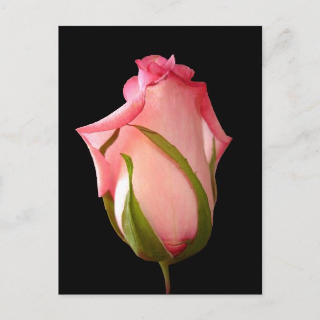 Pink Rosebud with Black Background Postcard (Front)