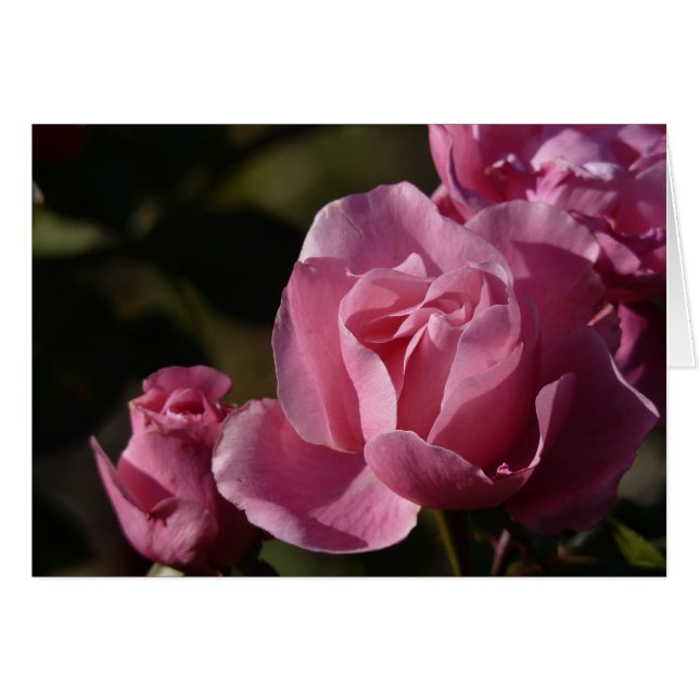 pink roses (Front Horizontal)