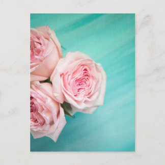 Pink roses and teal background postcard