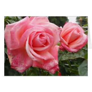 Pink roses, Belfast Botanic Garden, NI