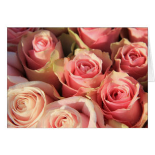 Pink roses by Therosegarden