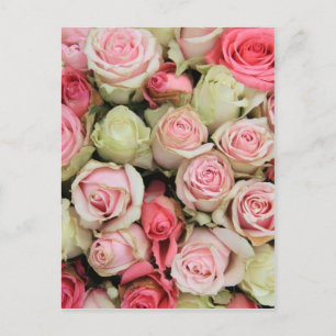 Pink roses by Therosegarden Postcard