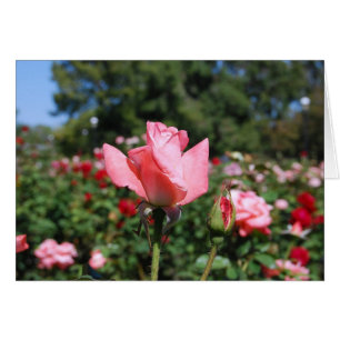 Pink Roses Card
