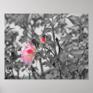 Pink Roses Colour Splash Photo Poster