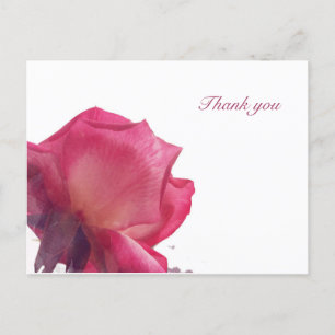 Pink Roses. Floral Illustration Holiday Postcard