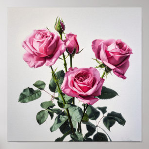 Pink Roses Flower Art Print Poster