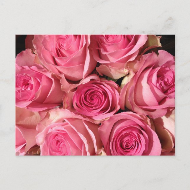 Pink Roses Flower Postcard (Front)