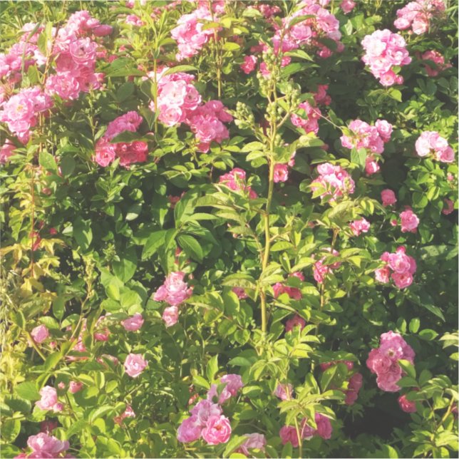 Pink Roses in bloom  (Front)