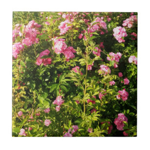 Pink Roses in bloom Ceramic Tile