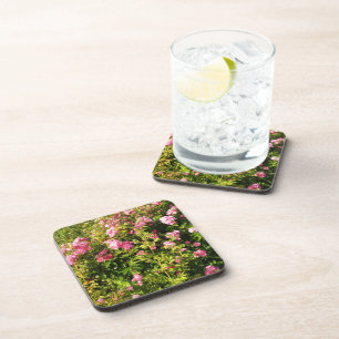 Pink Roses in bloom Coaster